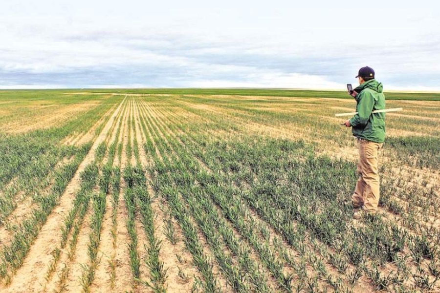 Trigo con poca lluvia