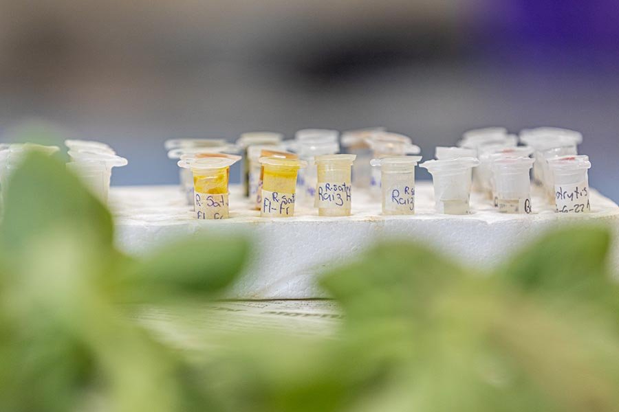 Investigación del ICIAGRO Litoral