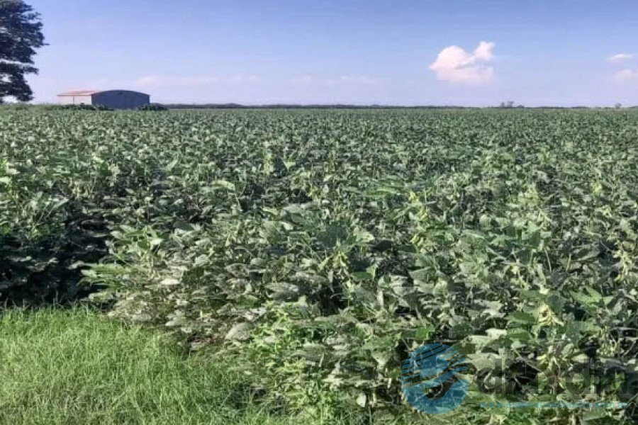 Soja en el centro norte santafesino