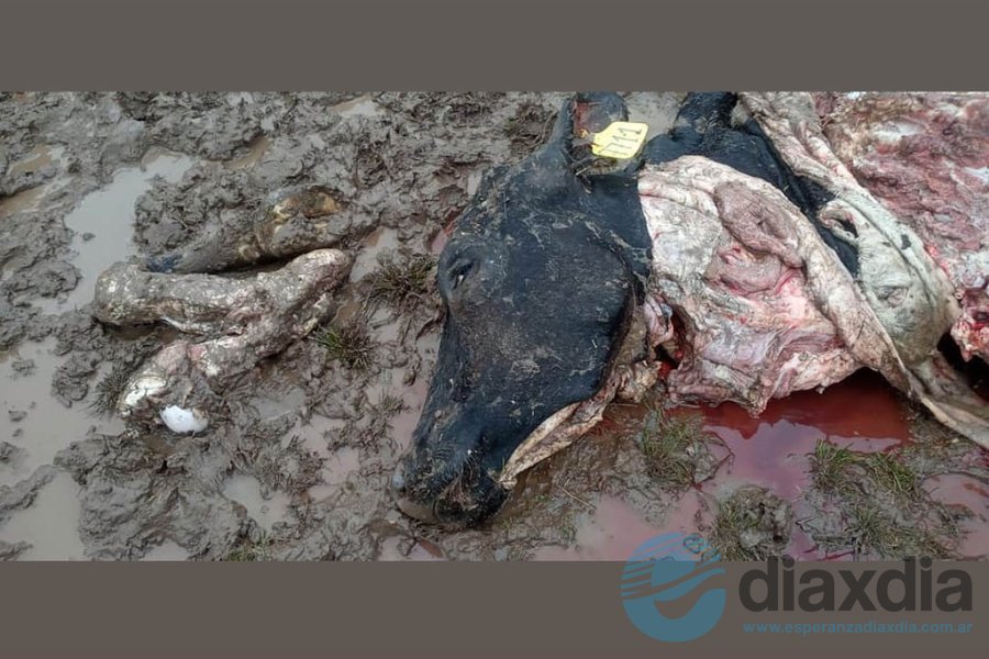 El animal faenado este viernes en Esperanza