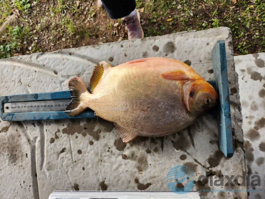 Las piezas de pacúes faenados en el Río Coronda - Foto FCV.