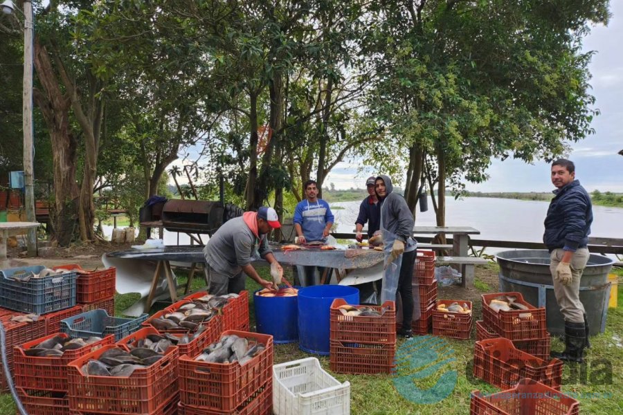 Cosecha de Pacúes en el río Coronda
