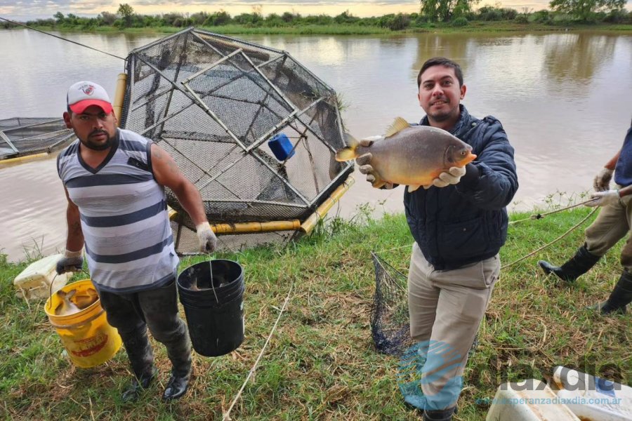Cosecha de Pacúes en el río Coronda