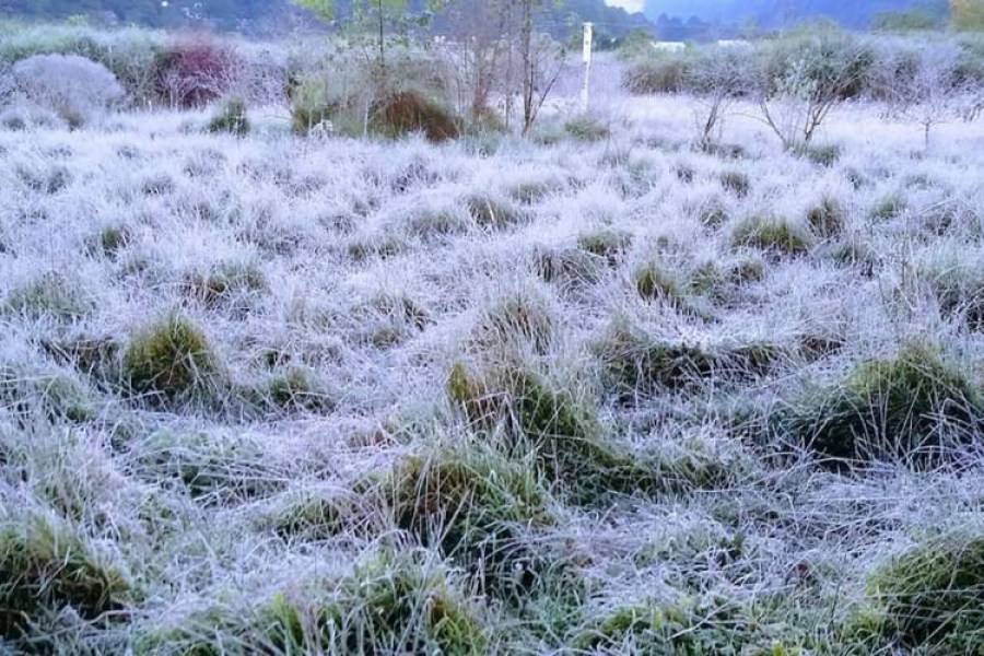 Las heladas se apoderaron de la región y seguirán. Las heladas se apoderaron de la región y seguirán.