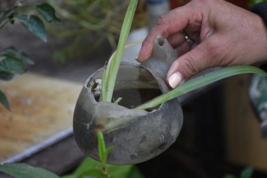Los recipientes que acumulan agua deben eliminarse