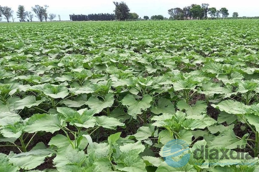 Lote con girasol implantado Lote con girasol implantado