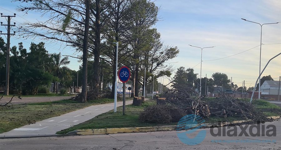 Árboles talados en pleno verano en ruta 6 y Perú