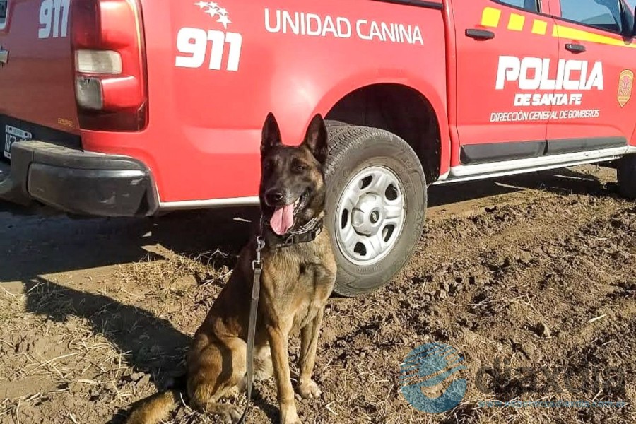 Baloo, el perro rescatista