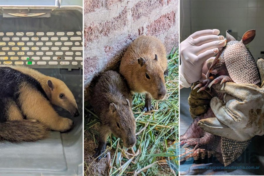 Los animales en tratamiento