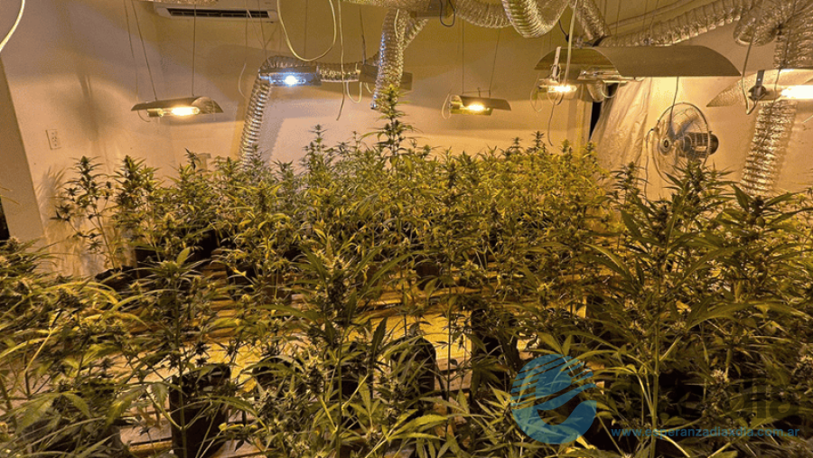 Las plantas encontradas en el centro de la ciudad de Santa Fe