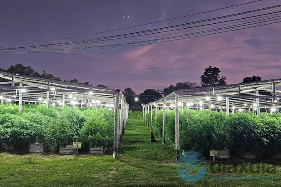 La plantación encontrada en Arroyo Leyes