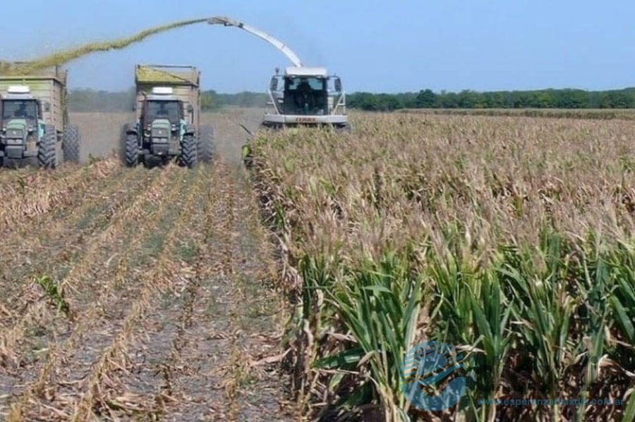 Cosecha maíz - El Litoral