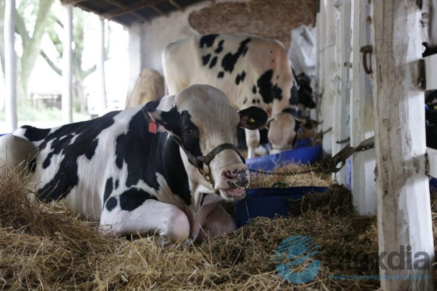 Stand ganadero previo al remate