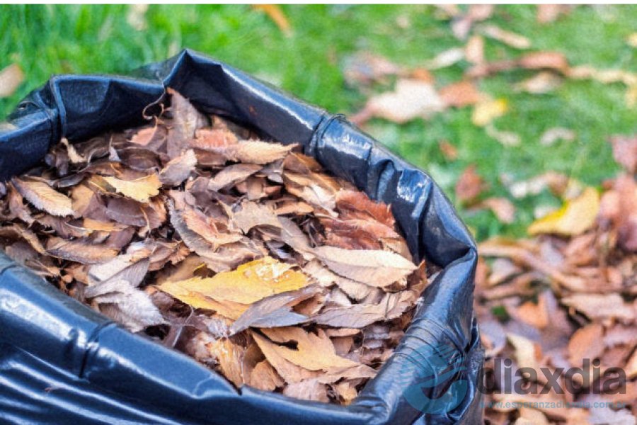 Hojas en bolsas Hojas en bolsas