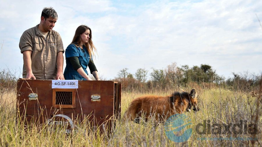 El momento de la liberación del animal rescatado - Prensa Gobierno Santa Fe