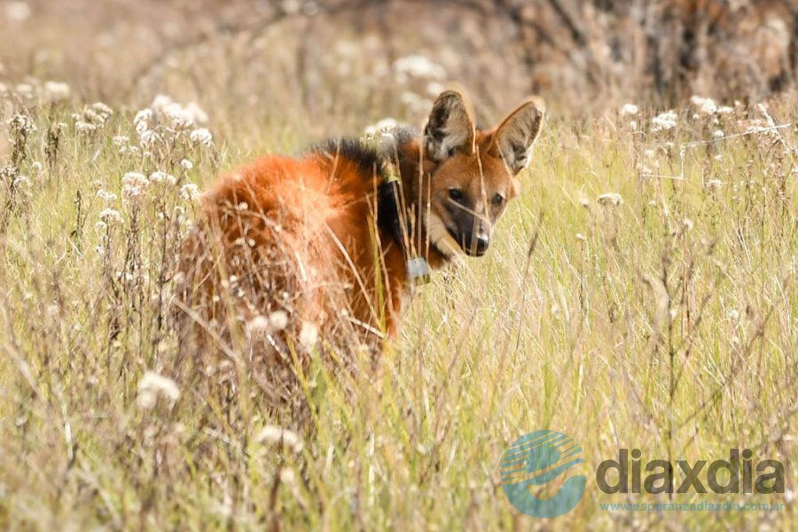 El Aguará Guazú fue liberado esta semana
