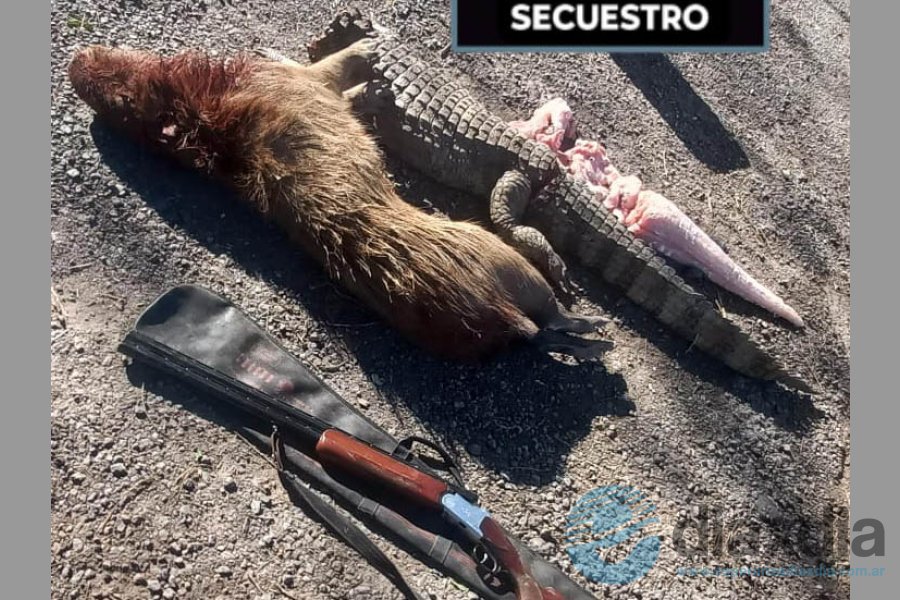 Un carpincho y un yacaré encontraron en la carga